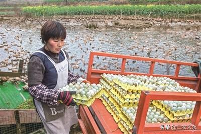 【养鸭技术】如何让鸭子一年四季都产蛋？你来学这六个技巧。