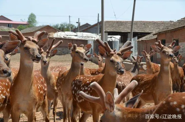 致富鹿养殖养什么品种_致富经养鹿_养鹿养殖致富