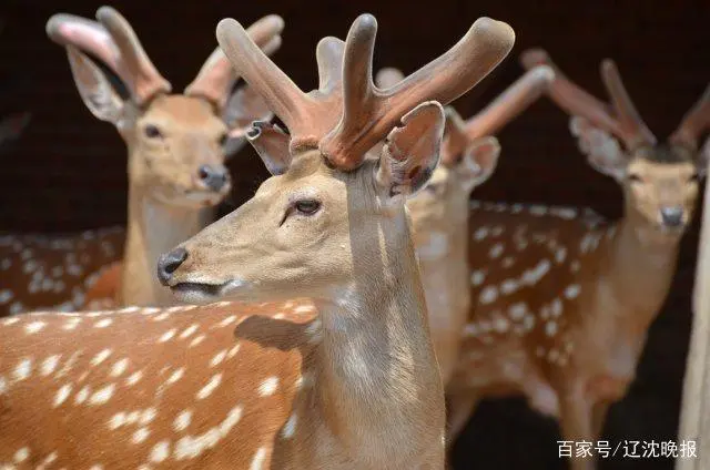 致富鹿养殖养什么品种_养鹿养殖致富_致富经养鹿
