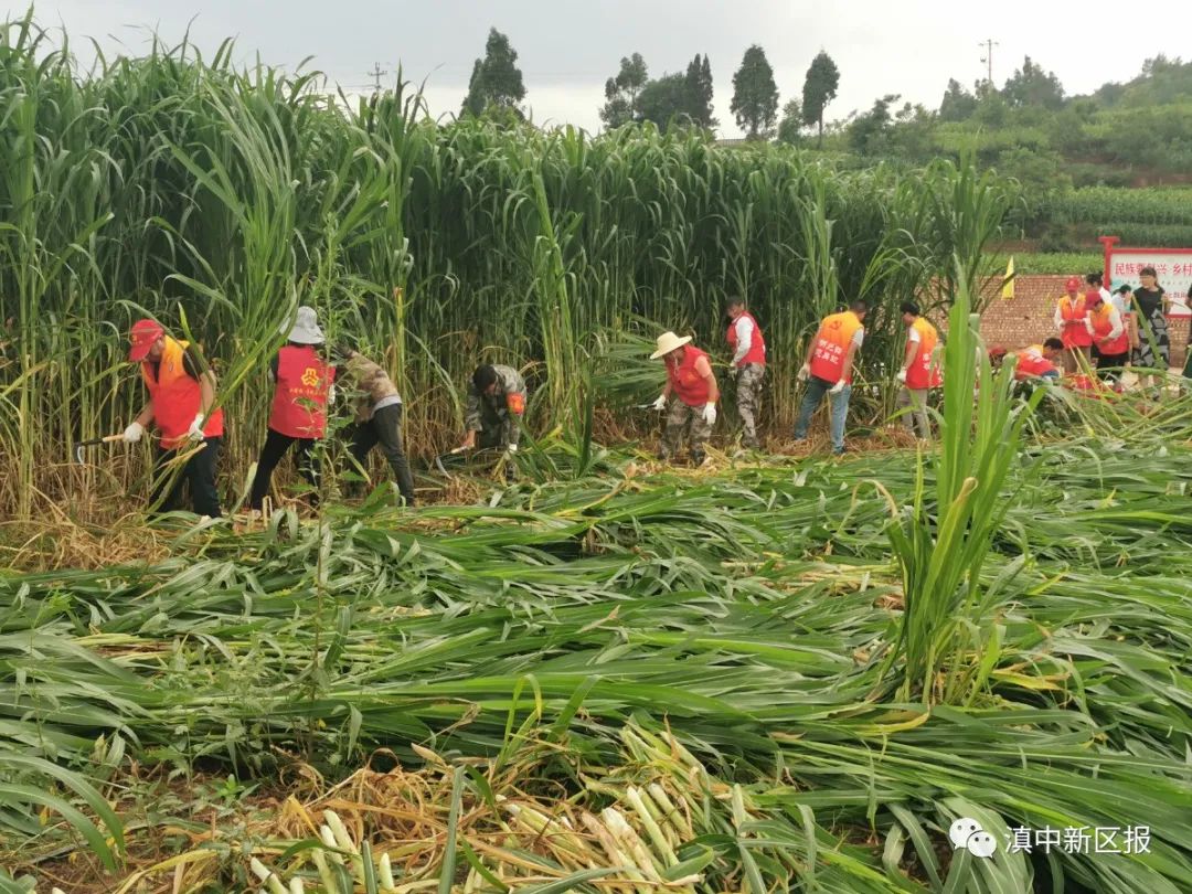 种草养殖致富_种植养殖致富_致富养殖种草图片大全