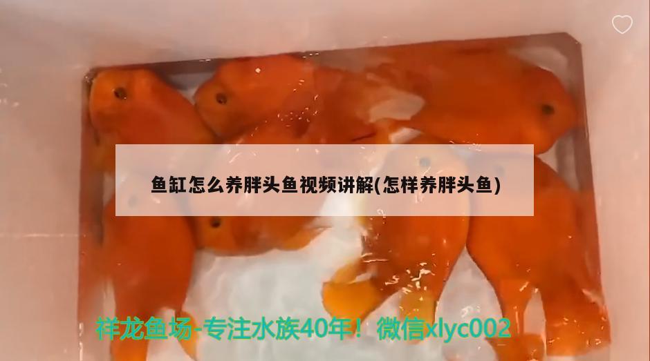 家养胖头鱼_养殖技术胖头鱼视频_胖头鱼的养殖技术