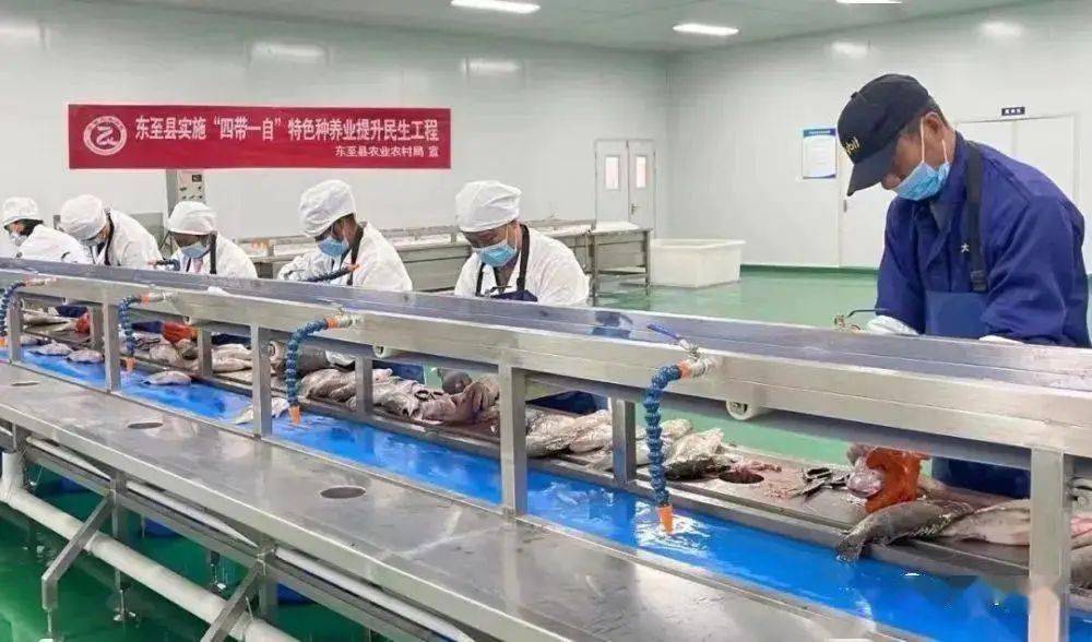 池州鳜鱼养殖致富_池州鳜鱼养殖基地_安徽鳜鱼养殖场
