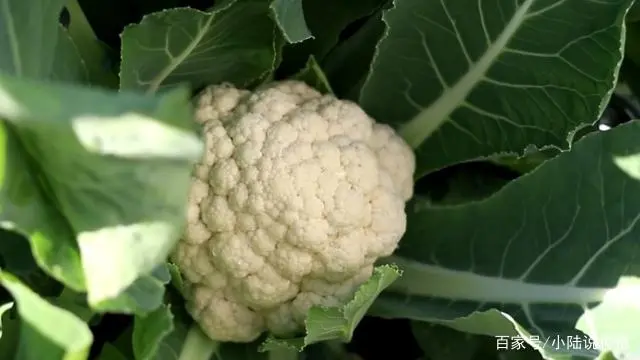 如何种植波菜_波菜的种植技术_怎样种波菜过程视频