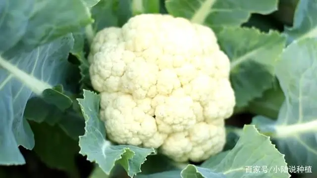 怎样种波菜过程视频_如何种植波菜_波菜的种植技术