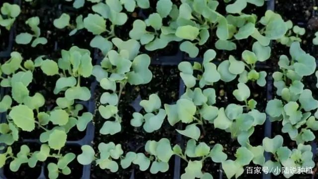 波菜的种植技术_怎样种波菜过程视频_如何种植波菜