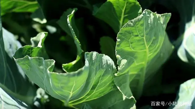 怎样种波菜过程视频_如何种植波菜_波菜的种植技术