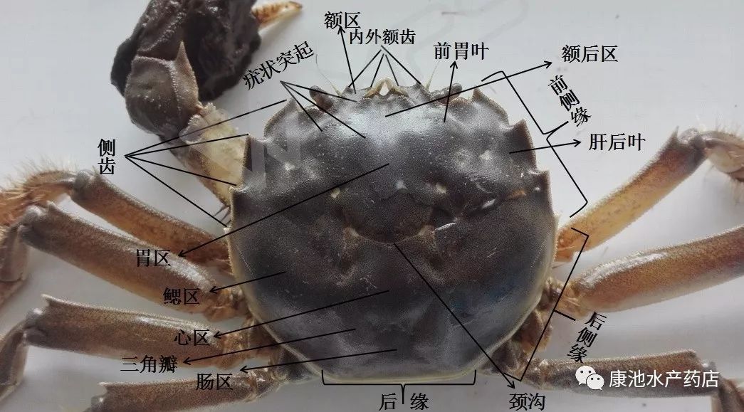 图文结合，带你全面认识河蟹的形态结构！