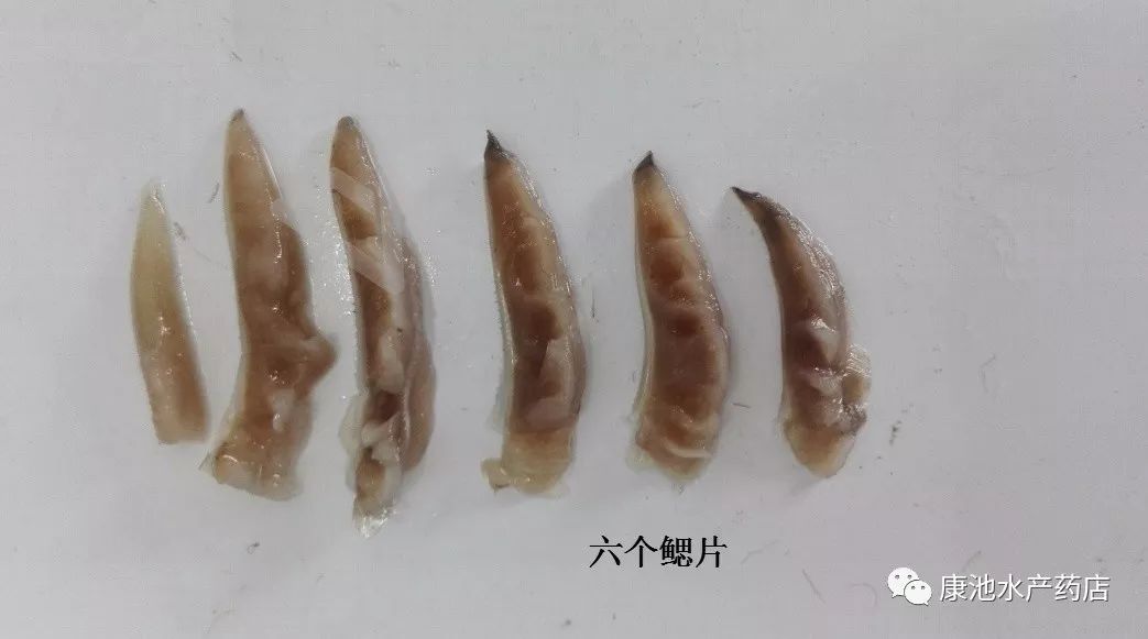 淡水鲳鱼养殖对水质要求高不_淡水鲳鱼养殖方法_淡水鲳鱼养殖技术