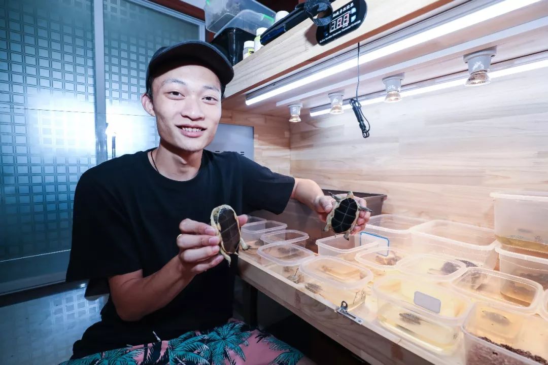 致富养殖草龟图片_致富经养殖草龟_致富养殖草龟视频