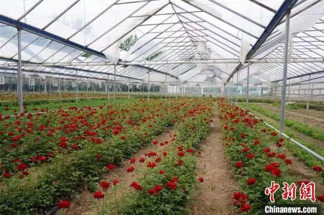 山西上党玫瑰化身“致富花” 花经济飘香乡村振兴路