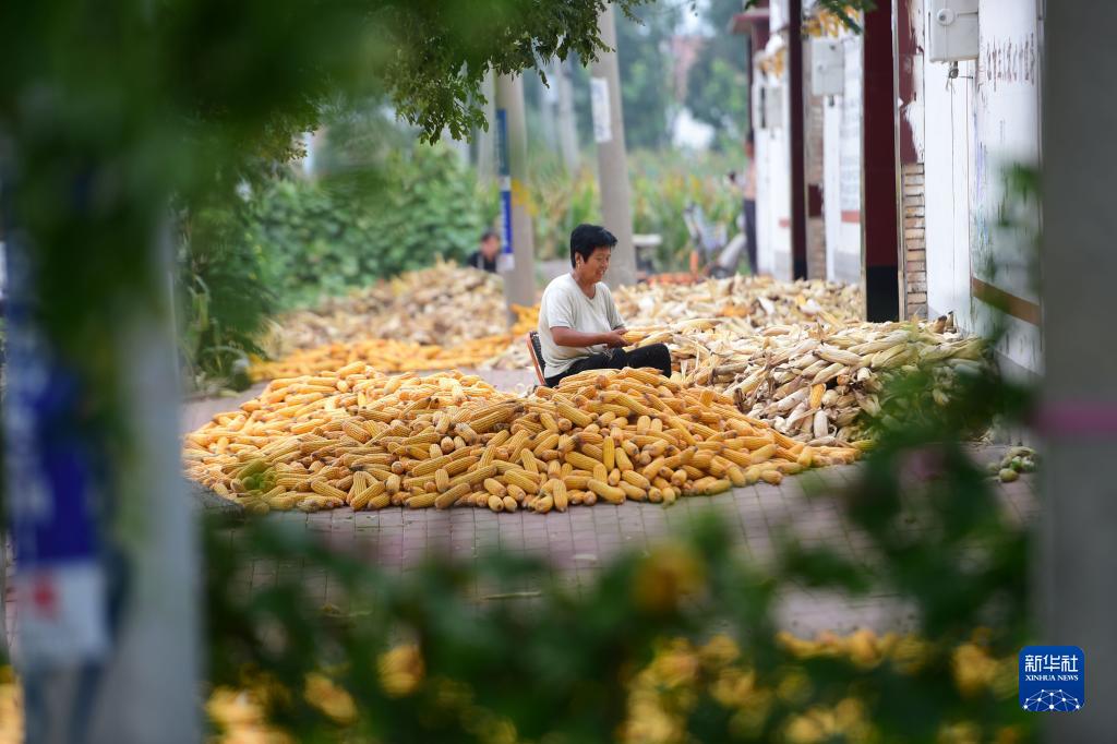 盐碱地种植什么植物效益高_盐碱地适合种植什么经济作物_致富经 盐碱地