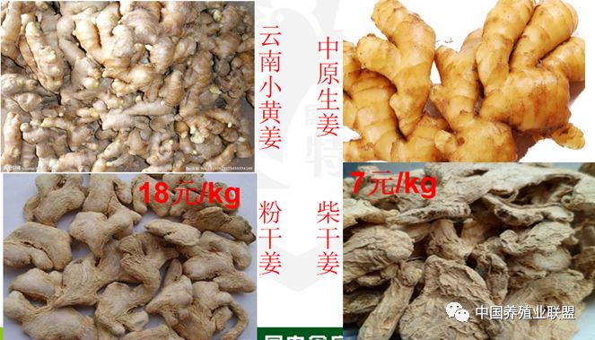 怎样养殖马黄_马养殖技术视频教程_马黄的养殖技术资料
