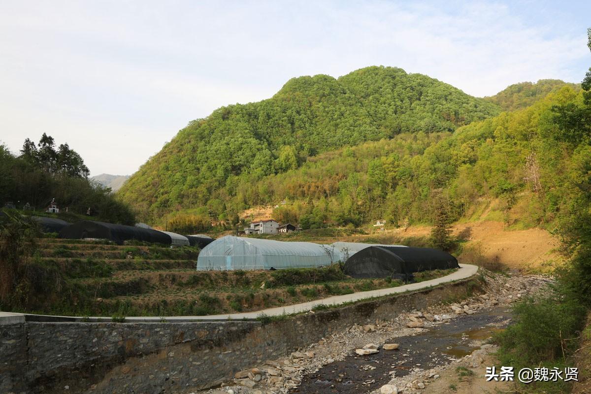 花生致富陕西种植视频_陕西种植花生致富_陕西花生种植基地