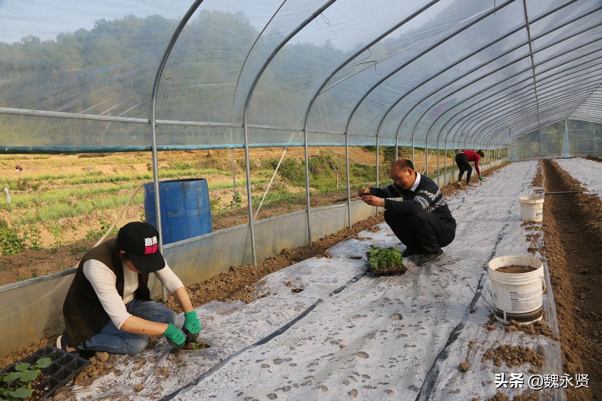 陕西种植花生致富_陕西花生种植基地_花生致富陕西种植视频