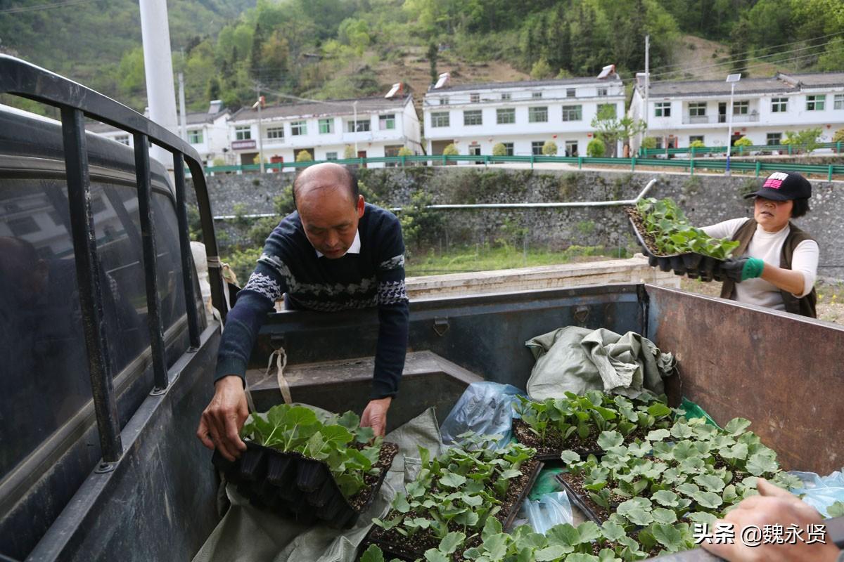 花生致富陕西种植视频_陕西种植花生致富_陕西花生种植基地