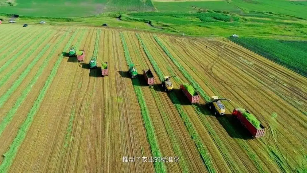 齐齐哈尔种树_齐齐哈尔农村致富种植_齐齐哈尔适合种植草药吗