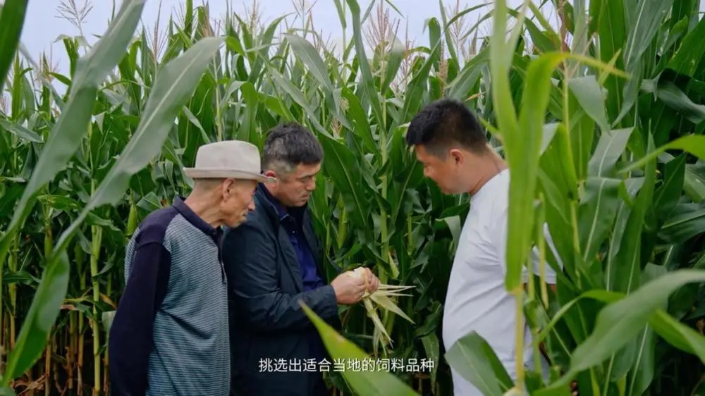 齐齐哈尔种树_齐齐哈尔农村致富种植_齐齐哈尔适合种植草药吗