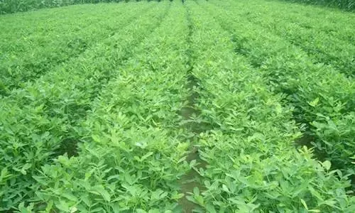 陕西花生种植基地_陕西种植花生致富_花生致富陕西种植视频