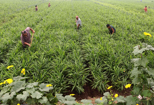 预计2020年种植什么赚钱？家庭种植致富项目