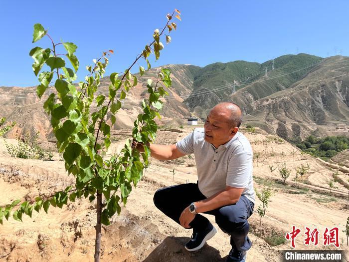 西梅种植致富_四季蒜苗种植致富_梅西农场