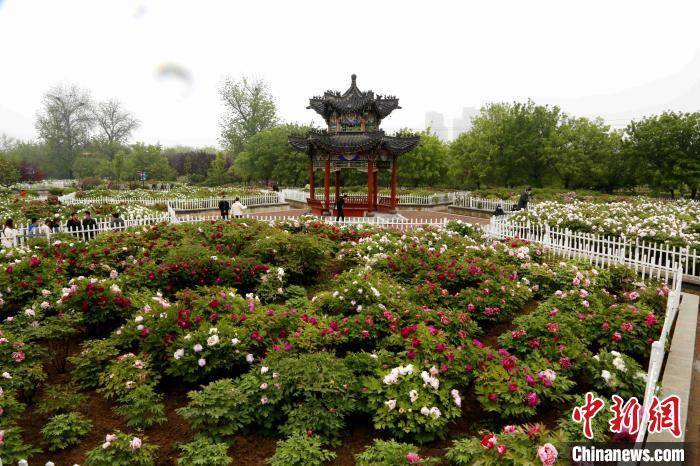 牡丹盆栽养殖_盆栽牡丹种植致富_牡丹致富盆栽种植时间
