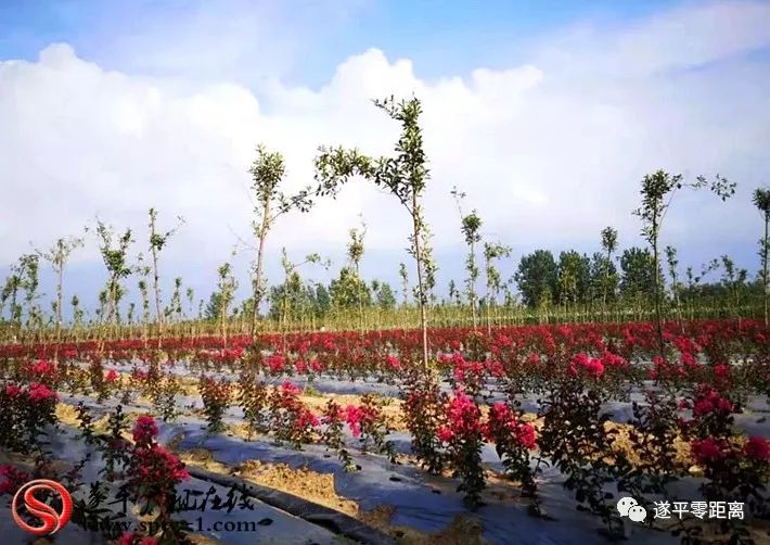 种树致富经_致富经种植树_种植致富业