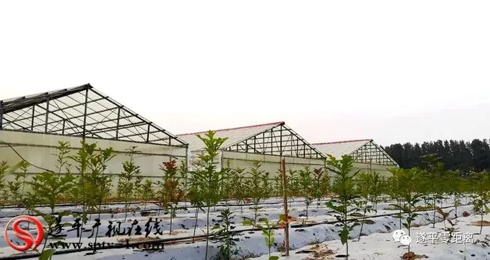 致富经种植树_种植致富业_种树致富经