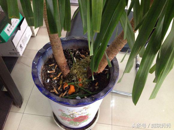 烟灰弹到花盆里对植物好吗？10大养花误区详解