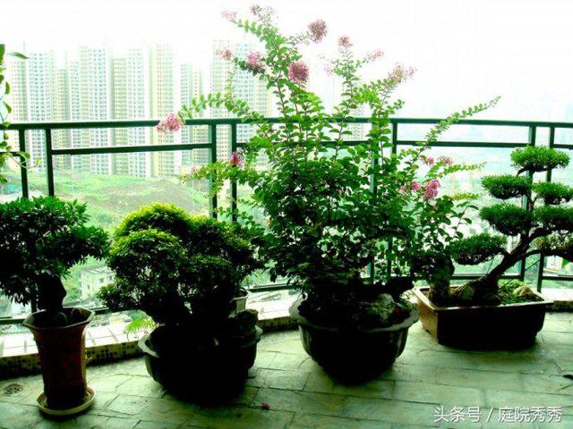 烟灰弹到花盆里对植物好吗？10大养花误区详解