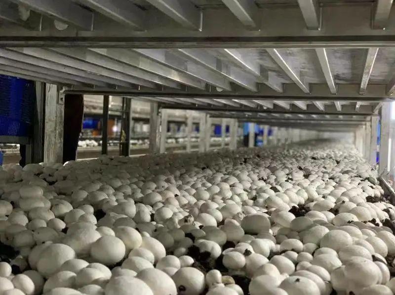 令人震撼的蘑菇工厂_蘑菇致富有新招_致富经蘑菇工厂