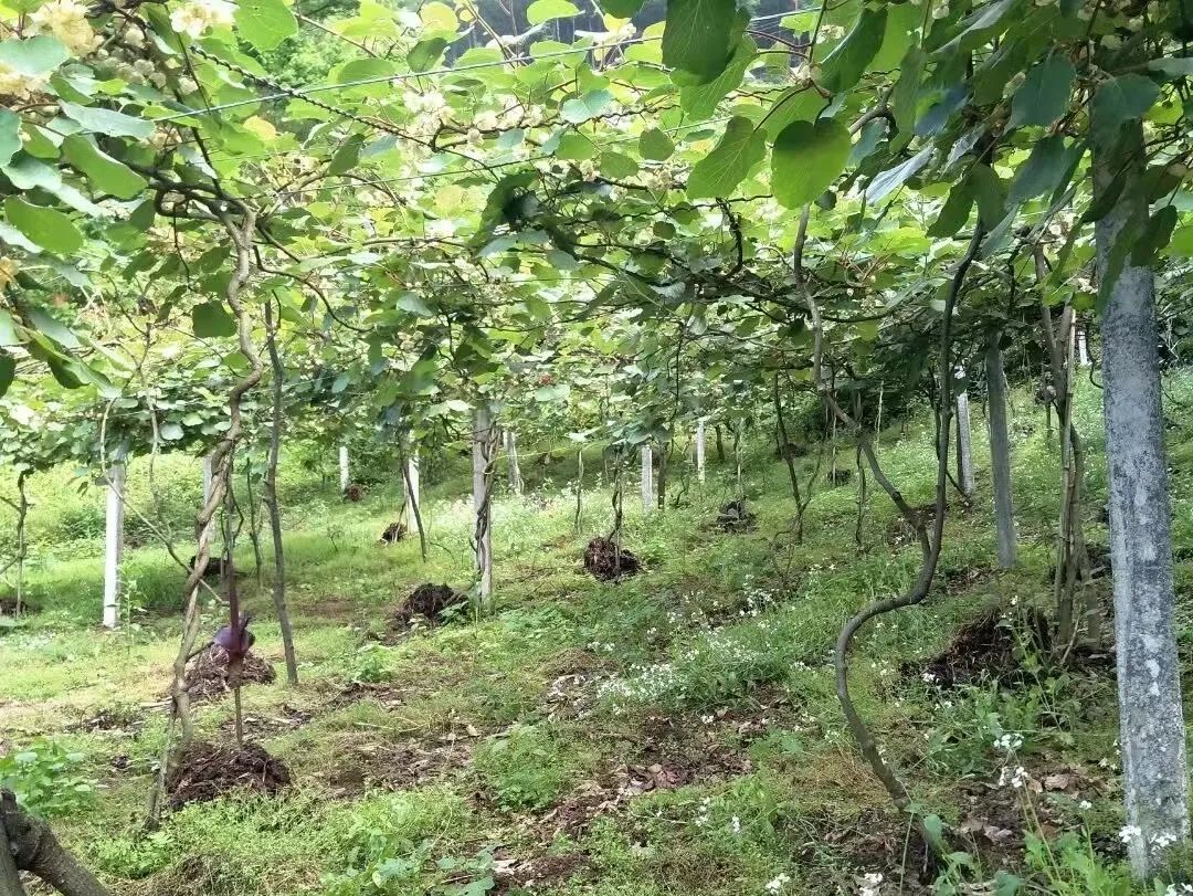 种植致富业_种树致富全部视频_致富经种植树