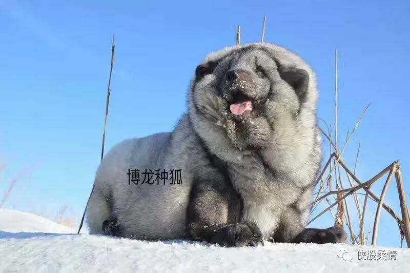 狐狸养殖技术有哪些_狐狸养殖技术有哪些种类_狐狸养殖有哪些技术