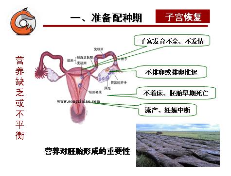 狐狸养殖技术有哪些种类_狐狸养殖有哪些技术_狐狸养殖技术有哪些