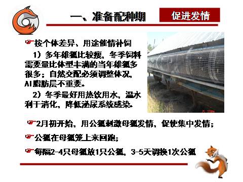 狐狸养殖技术有哪些种类_狐狸养殖技术有哪些_狐狸养殖有哪些技术