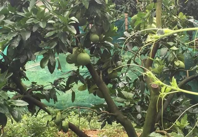 致富水果种植黑色果实_黑色种子的水果_种植黑色水果致富