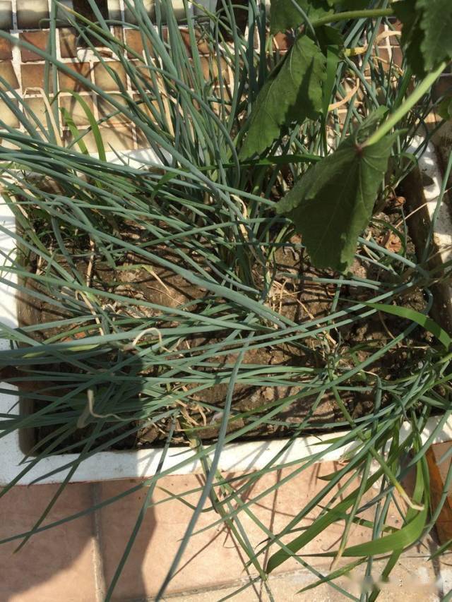 冬季盆栽葱种植技术视频_冬季花盆栽葱怎么栽_冬天种葱花盆