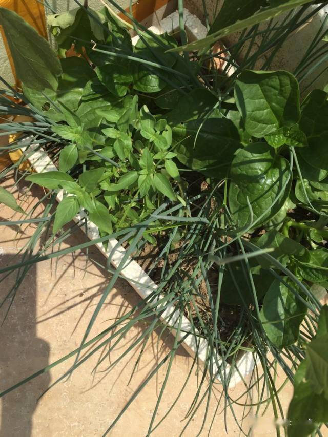 冬季盆栽葱种植技术视频_冬天种葱花盆_冬季花盆栽葱怎么栽