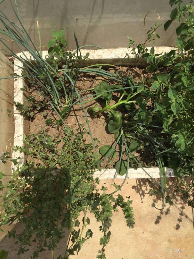 冬天种葱花盆_冬季花盆栽葱怎么栽_冬季盆栽葱种植技术视频