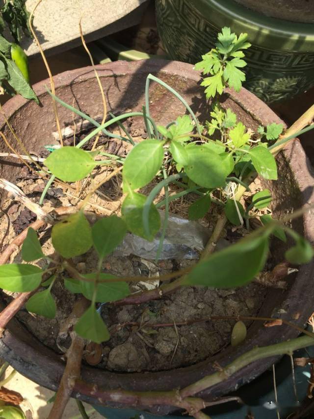 冬季花盆栽葱怎么栽_冬天种葱花盆_冬季盆栽葱种植技术视频