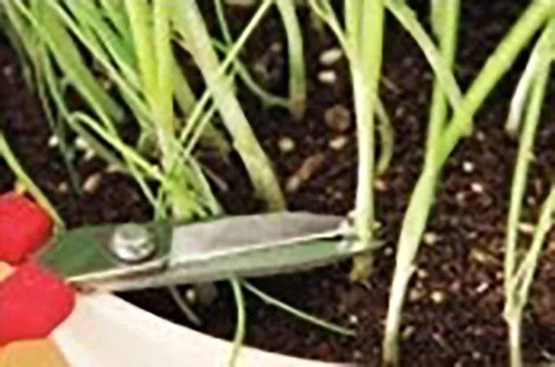 冬季室内栽葱视频_葱盆栽种植方法如下_冬季盆栽葱种植技术视频