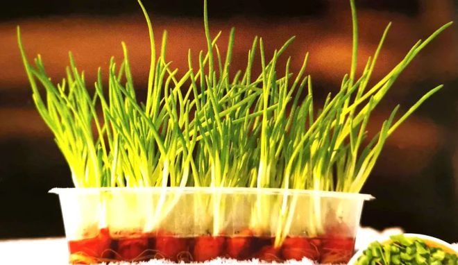 冬季盆栽葱种植技术视频_葱盆栽种植方法如下_冬季室内栽葱视频