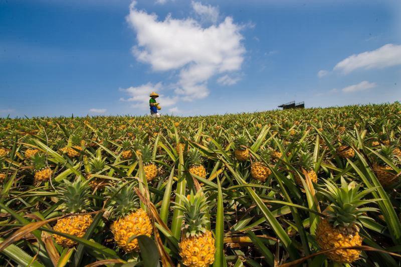 带你走进徐闻菠萝的种植基地，领略热闹丰收