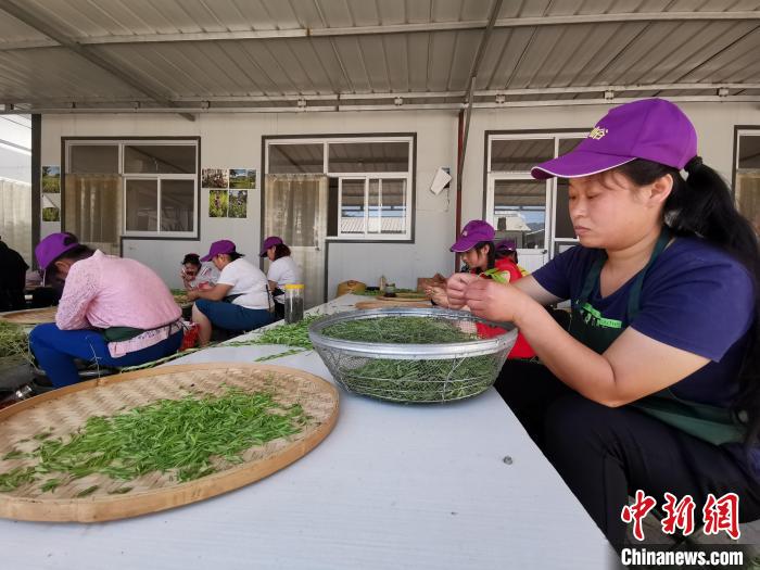 图为女茶工在认真分拣茶叶。　杨猛 摄