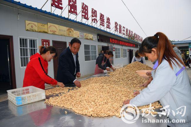 洛南县：合作社“花”开致富路