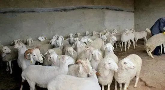 养殖羊视频教程全集_视频养殖养羊技术大全_养殖养羊技术视频