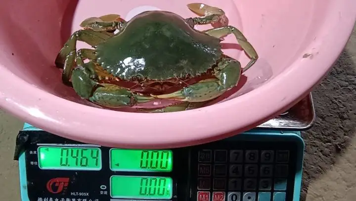 养殖视频致富经_致富养殖什么最赚钱_养殖致富小吃