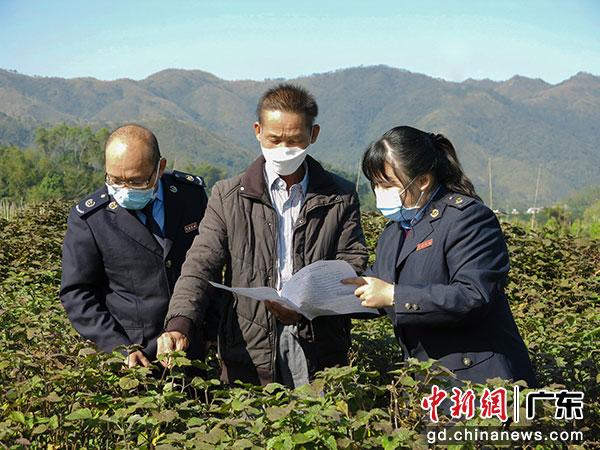 图为税务干部在阳春市广藿香种植基地开展税费政策宣传辅导。罗兴族 摄