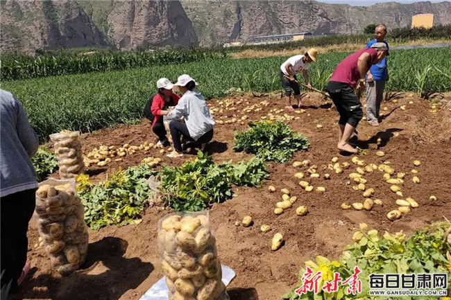 甘肃的土豆基地在哪_致富经甘肃土豆_致富土豆甘肃能种吗