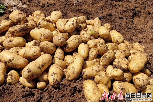 致富经甘肃土豆_甘肃的土豆基地在哪_致富土豆甘肃能种吗