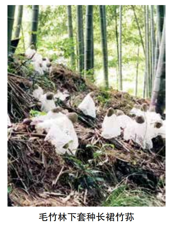 “十三五”重点成果：毛竹林下套种长裙竹荪栽植技术